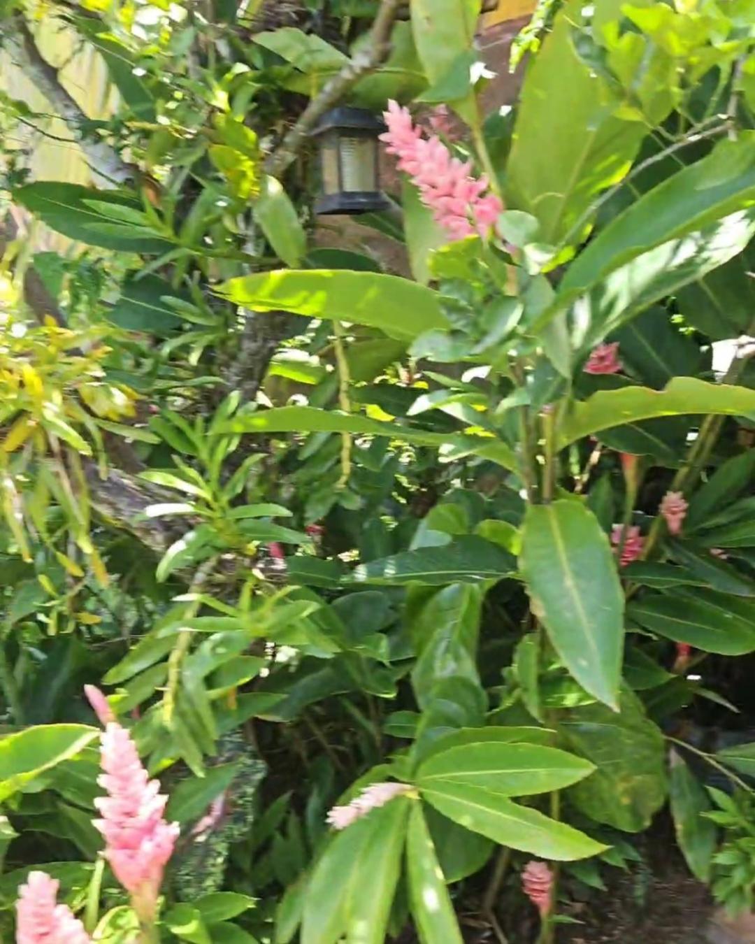 Pousada E Spa Shiva Sao Sebastiao 200Mts Da Praia Exteriör bild